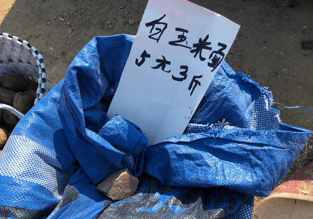 阜新玉米价格最新动态更新