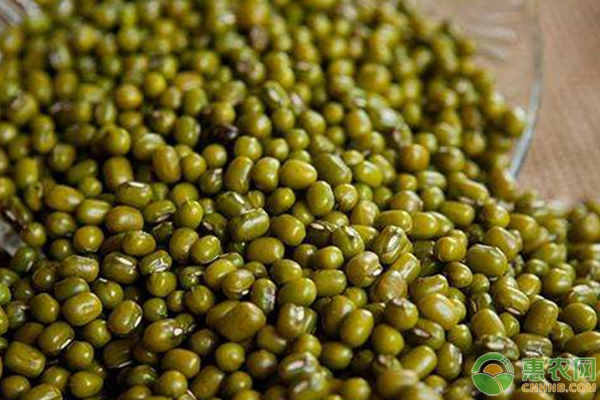 绿豆最新价格行情与小巷美食探秘