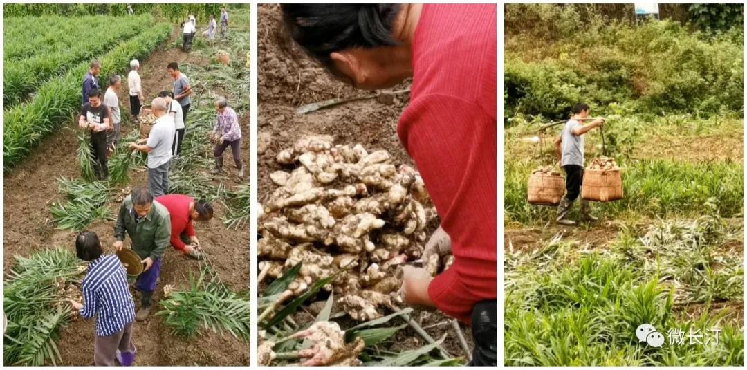 小黄姜最新价格概览，市场走势与影响因素深度解析