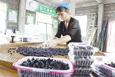 东方红橘的温馨故事，最新消息与一颗橘子的温暖之旅