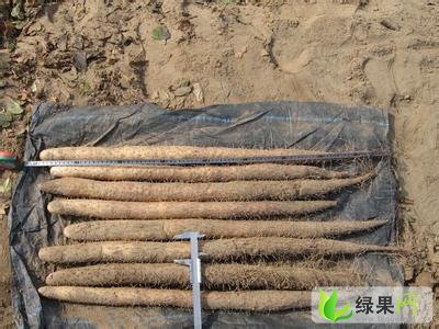 山药批发价格最新行情,山药批发价格最新行情——科技引领，山药新纪元！